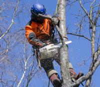 The Tree Company | Arborist Auckland image 1